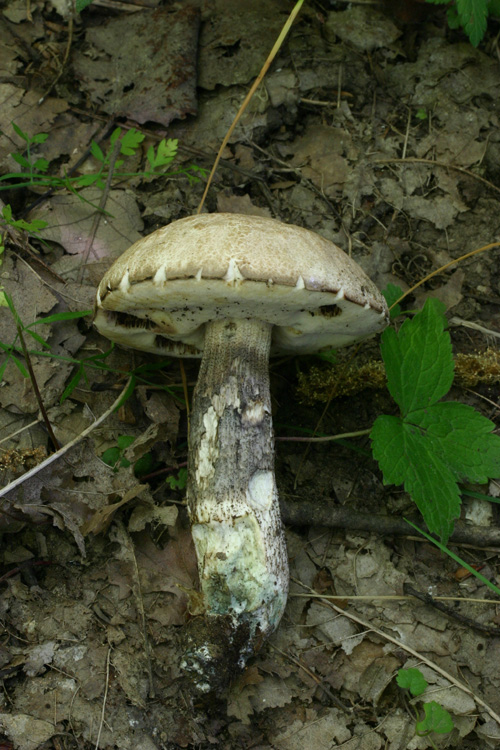 Leccinum da determinare